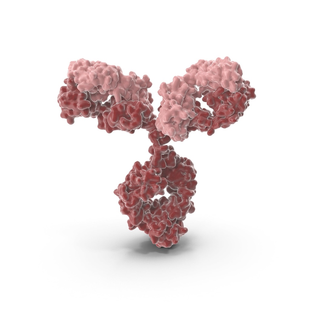 2.5 Antibody   