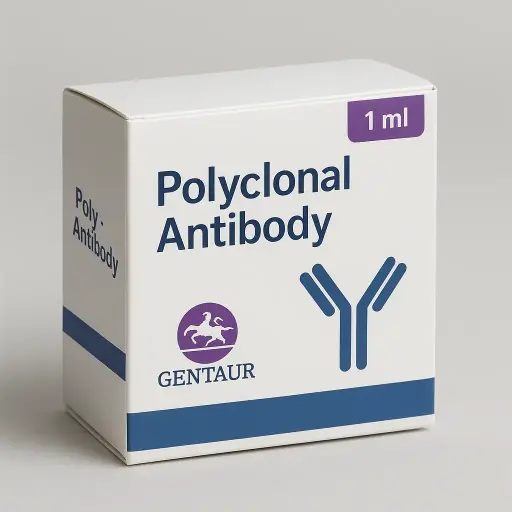 (KO Validated) STAT3 Polyclonal Antibody